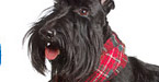 lovescotlandgifts.com