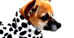 puppichic.co.uk
