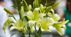 saffronoutsidecatering.co.uk