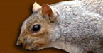 squirrelcontrol.co.uk