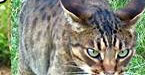 stopcatsanddogs.co.uk